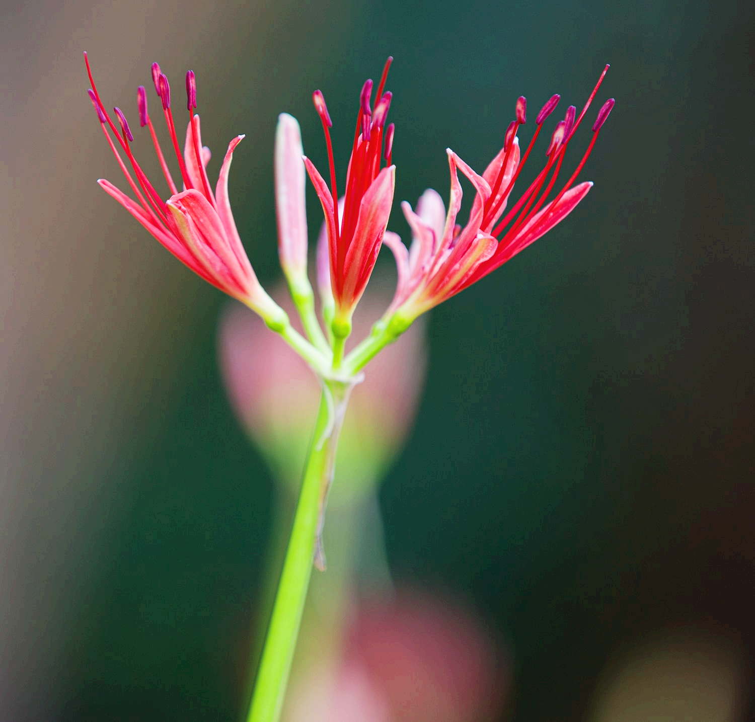 분당 중앙공원 꽃무릇20