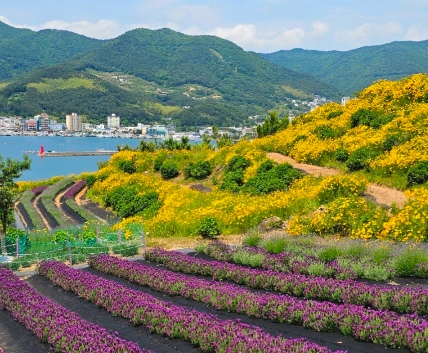 거제 지세포진성꽃동산 금계국 명소! 황금물결의 절정