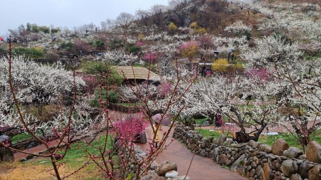 광양 매화마을 축제 기간 둘레길 사진 주차장 홈페이지양 매화마을 축제 기간 둘레길 사진 주차장 홈페이지
