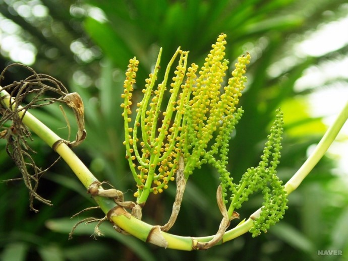 세이프리지야자