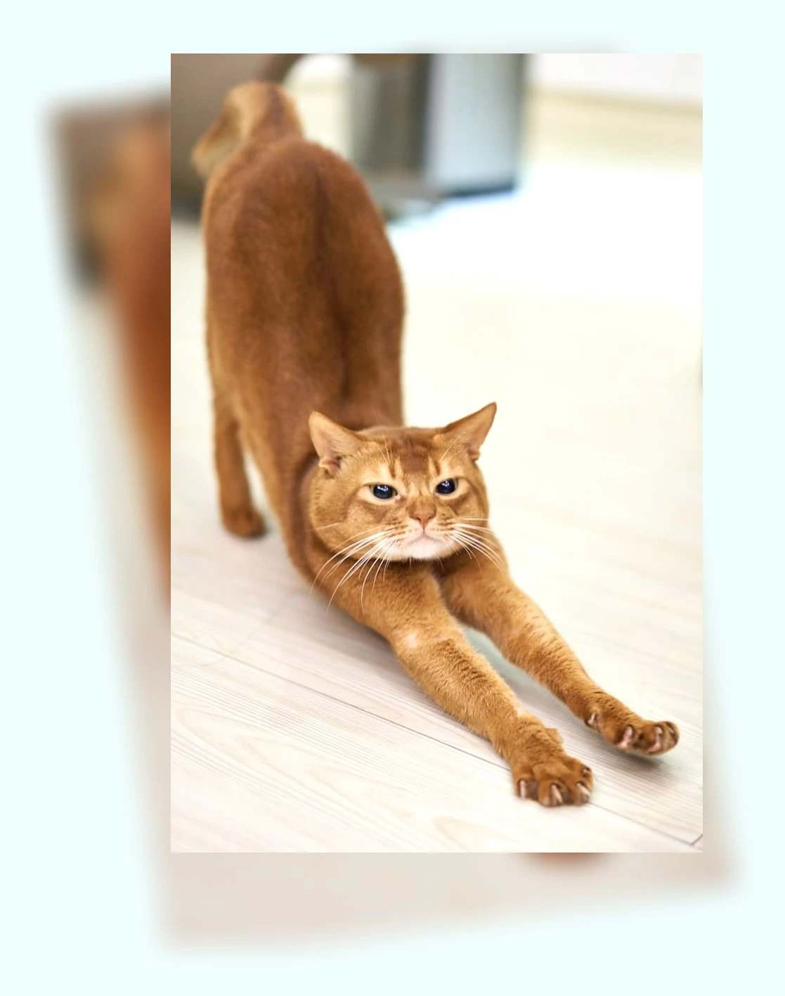 고양이 그루밍_2_subsection