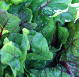 근대 효능과 부작용 나물 먹는법 고르는법 칼로리