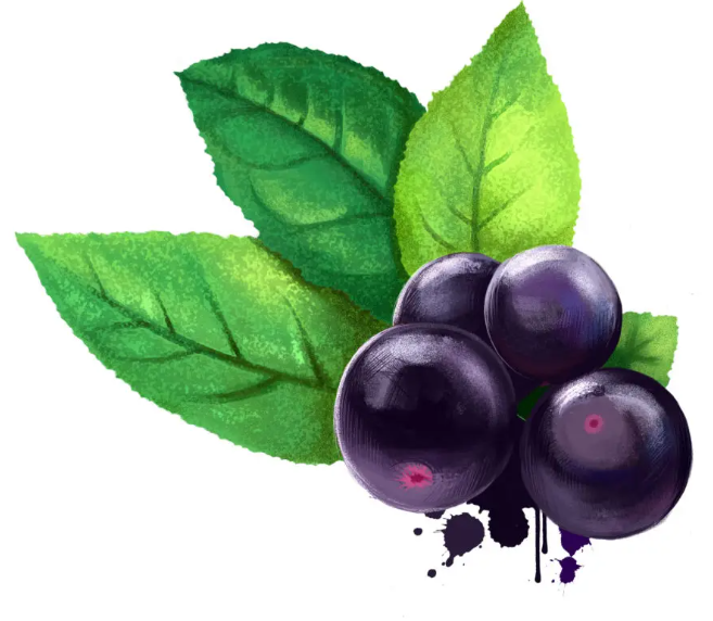 맥베리의 영양과 효과 효능, 조리법, 보존법