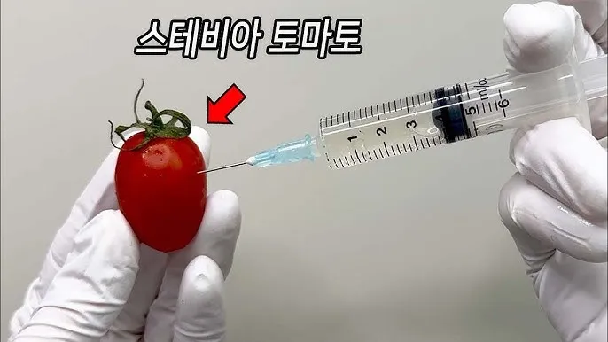 스테비아 방울토마토 칼로리 혈당 하루 섭취량_2