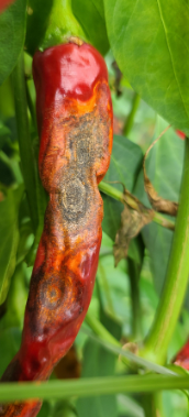 장마 대비 고추 농사 탄저병 방제 방법, 농약 추천(모두싹, 코프로싹S, 고추탄)