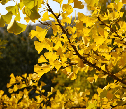 단풍여행 당일 단풍버스여행