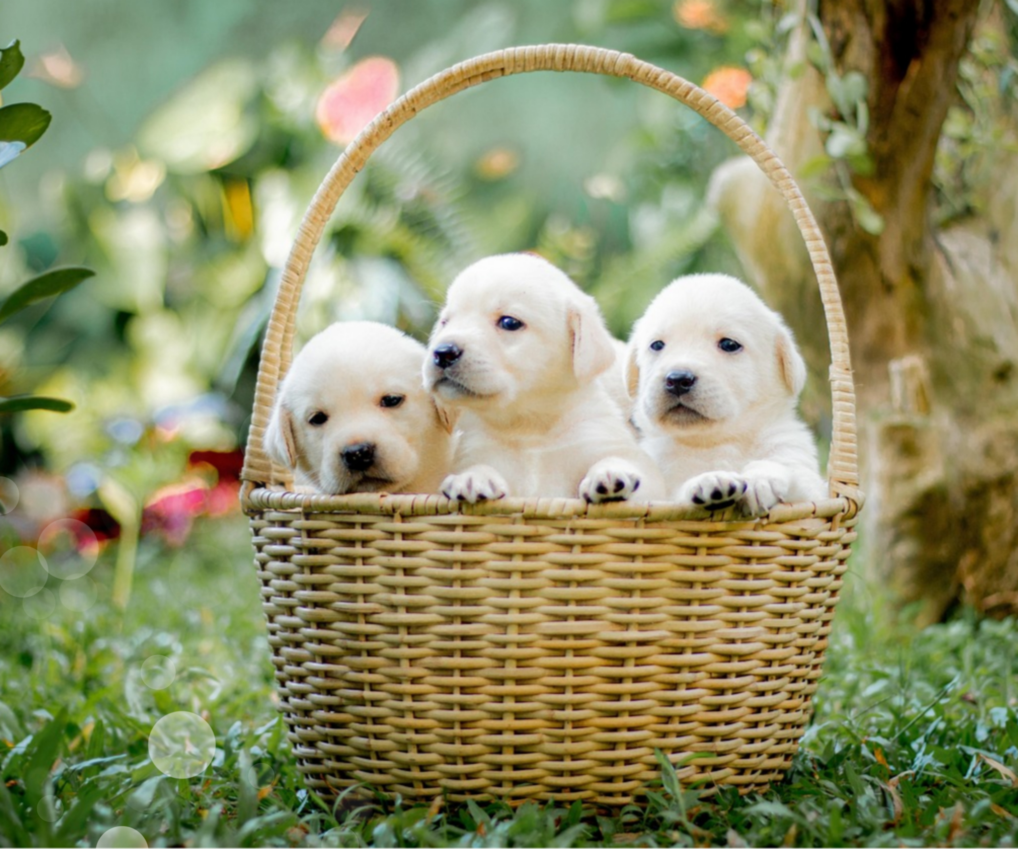 펫 테라피 들어보셨나요? 반려동물이 정신건강에 미치는 영향