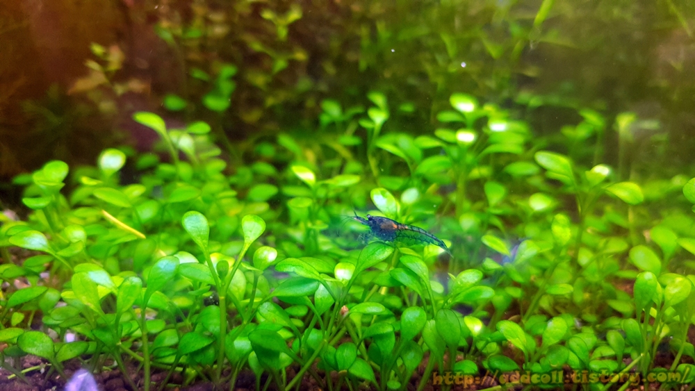 블루벨벳 새우와 글로소스 티그마