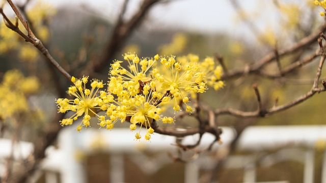 산수유꽃