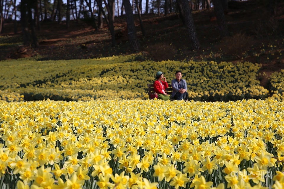봄 축제 가볼만한곳: 서산유기방가옥 수선화 축제