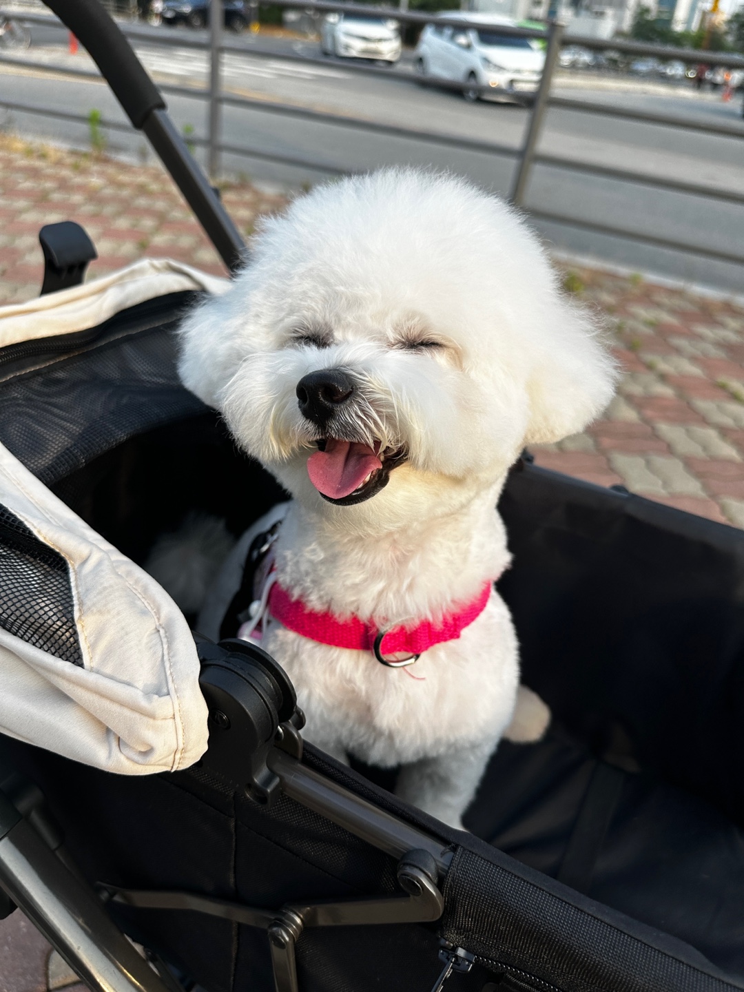 강아지가 코모도유모차에 편안하게 앉아있는 모습