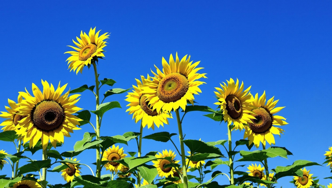 경남 남해 여행, 함안 강주 마을 해바라기 축제 가는길, 입장료, 주차 정보