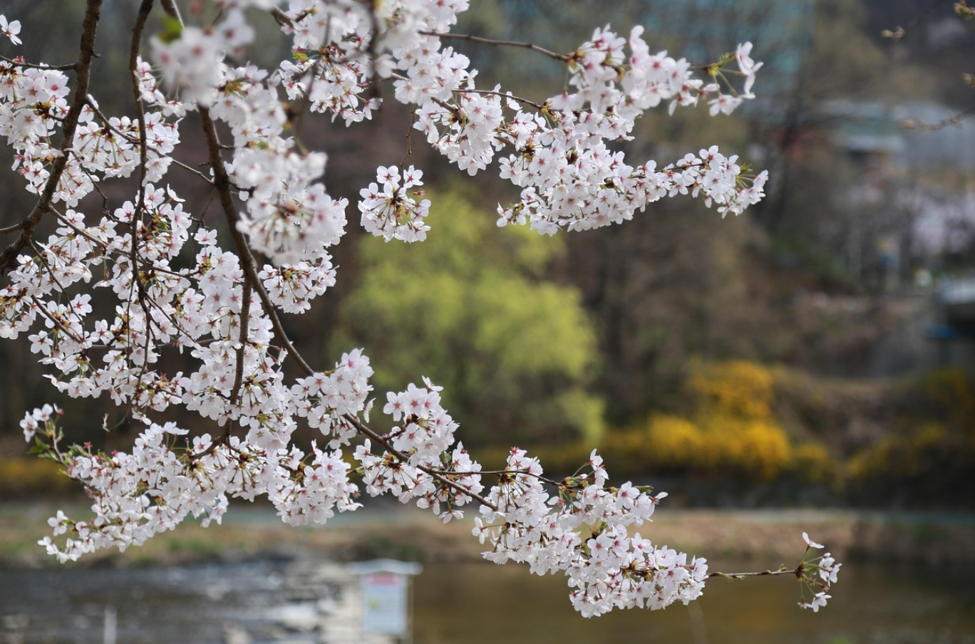 2024년 벚꽃 개화 시기