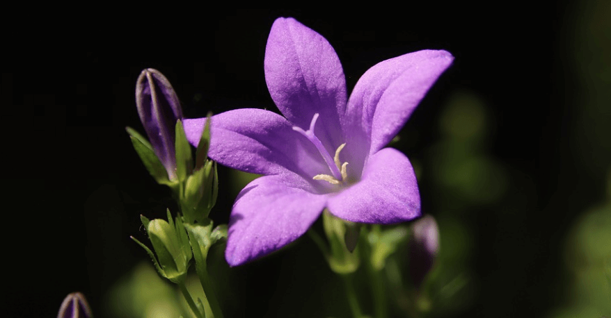 도라지 꽃이 아름답게 피어 있다