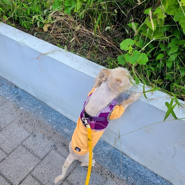 강아지가-화단에-올라서-있는-사진