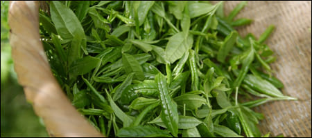 수확된 녹차가 담긴 소쿠리