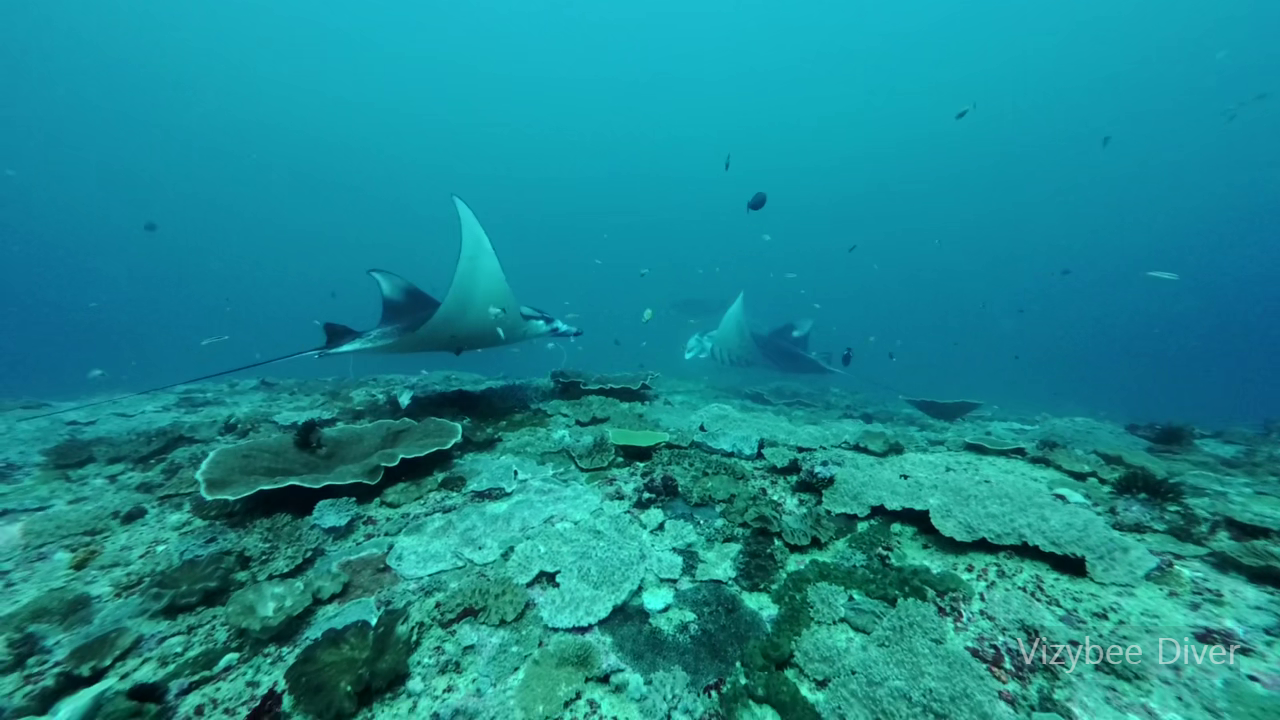 유영하는 만타가오리