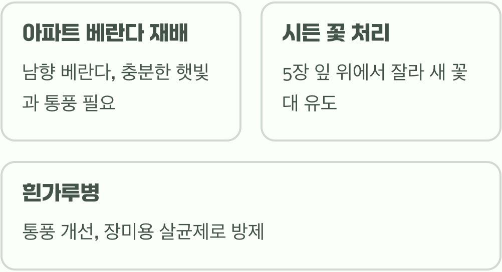 초보 정원사 필독! 장미 키우기 A to Z (묘목 심기, 물주기, 가지치기 총정리)