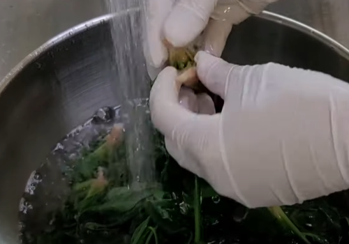 시금치 먹기 좋은 크기로 갈라주기