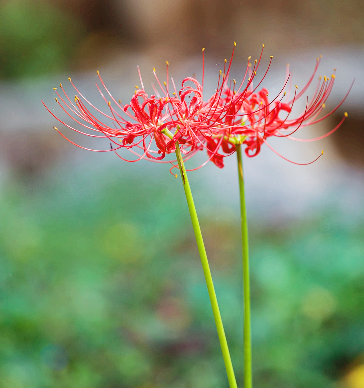 분당 중앙공원 꽃무릇18
