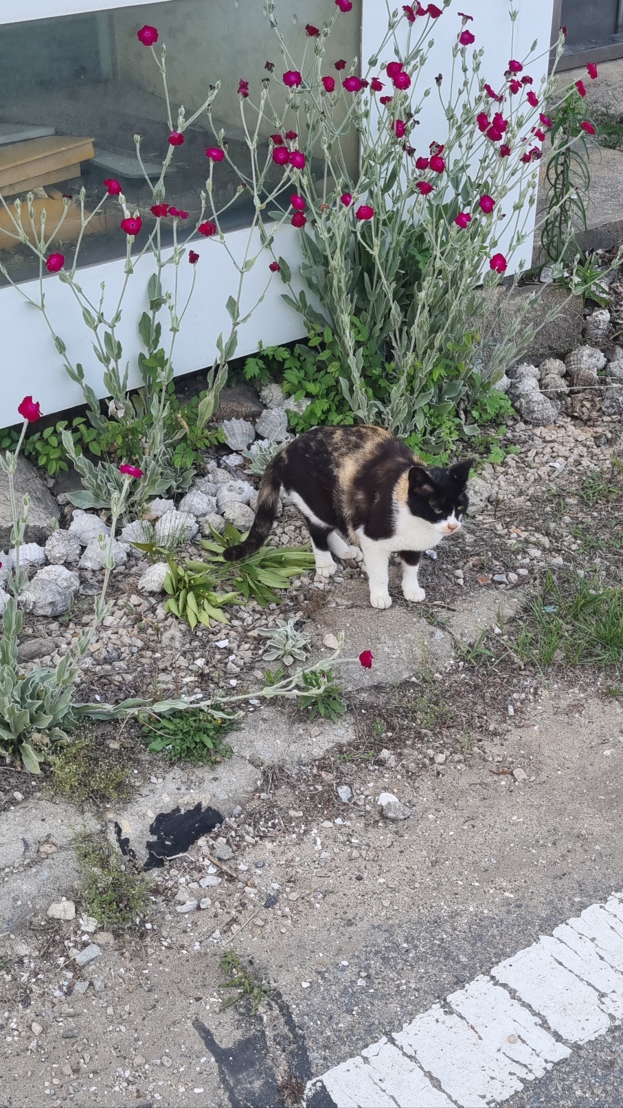 서포리의-고양이