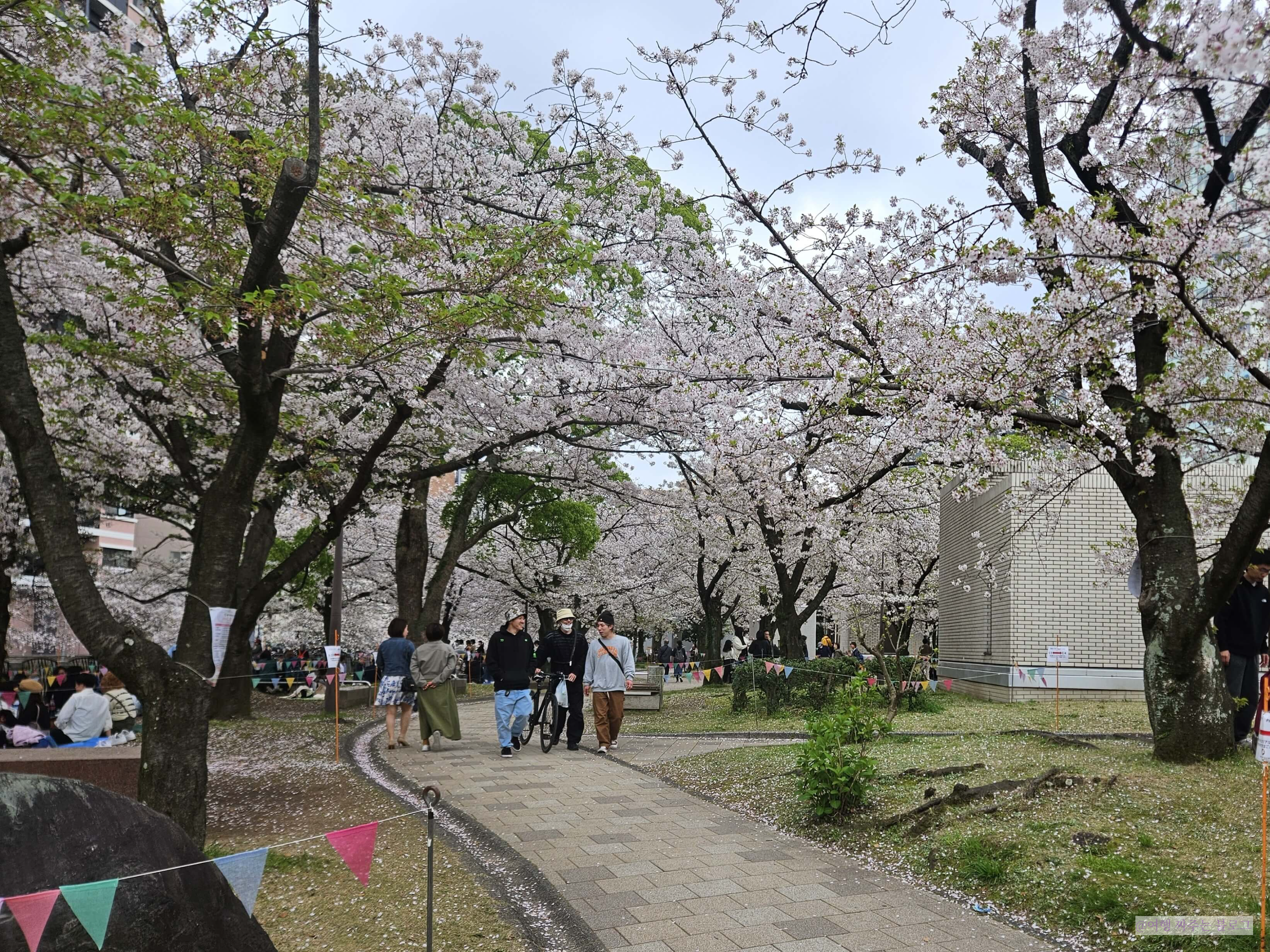 #후쿠오카 4월