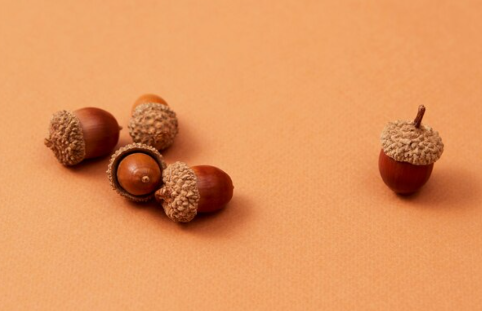 토스 도토리 줍기 이벤트