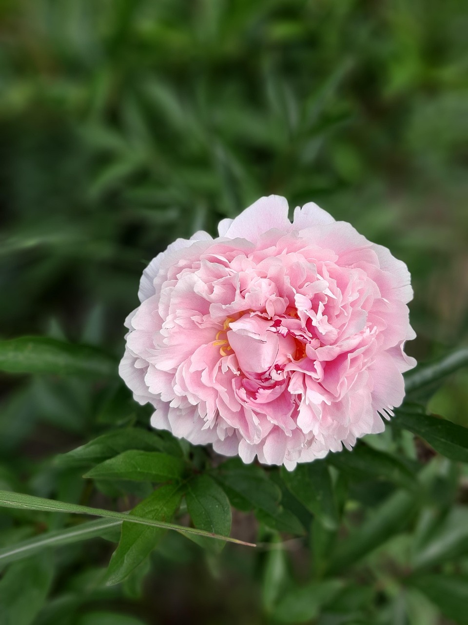 진도 작약 꽃축제