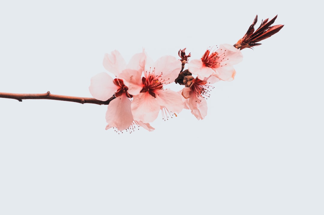 Cherry blossoms.