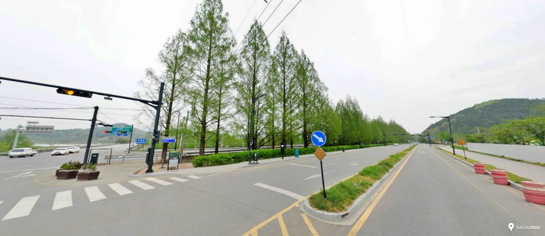 메타세퀘이아 가로수길