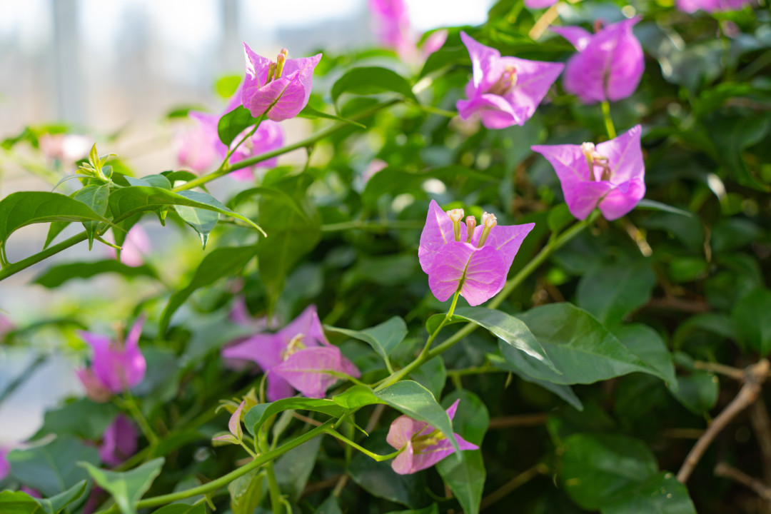 영흥 수목원 꽃 구경