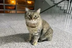 고양이