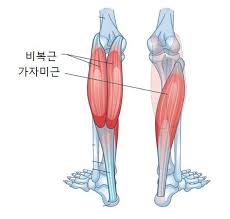 카프레이즈 단련 근육