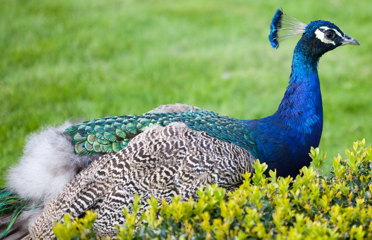 아침고요 동물원
