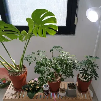 북향집 식물 선택 저조도관리 물주기 식물등 활용 방법_11