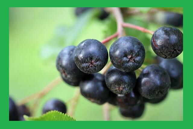 아로니아-열매