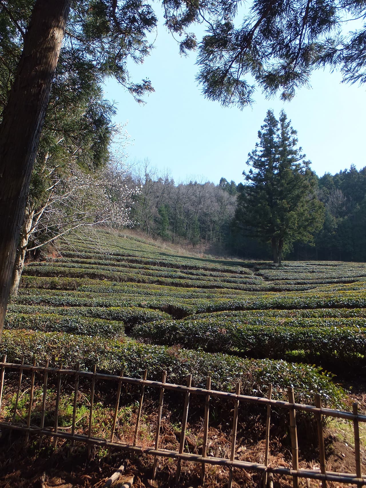 규모가 크지 않은 녹차밭