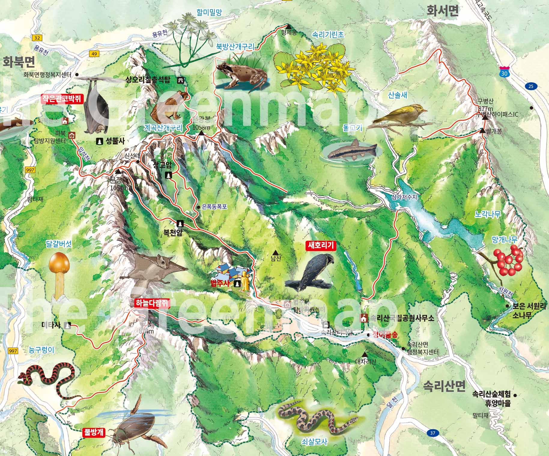 지도 속 묘봉 근처의 하늘다람쥐와 담비. 숲 속 깊은 곳에서만 볼 수 있는 귀한 손님들입니다.