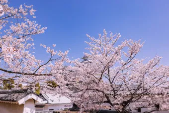 일본 벚꽃 명소 벚꽃 여행 개회시기 도쿄 벚꽃 축제_5