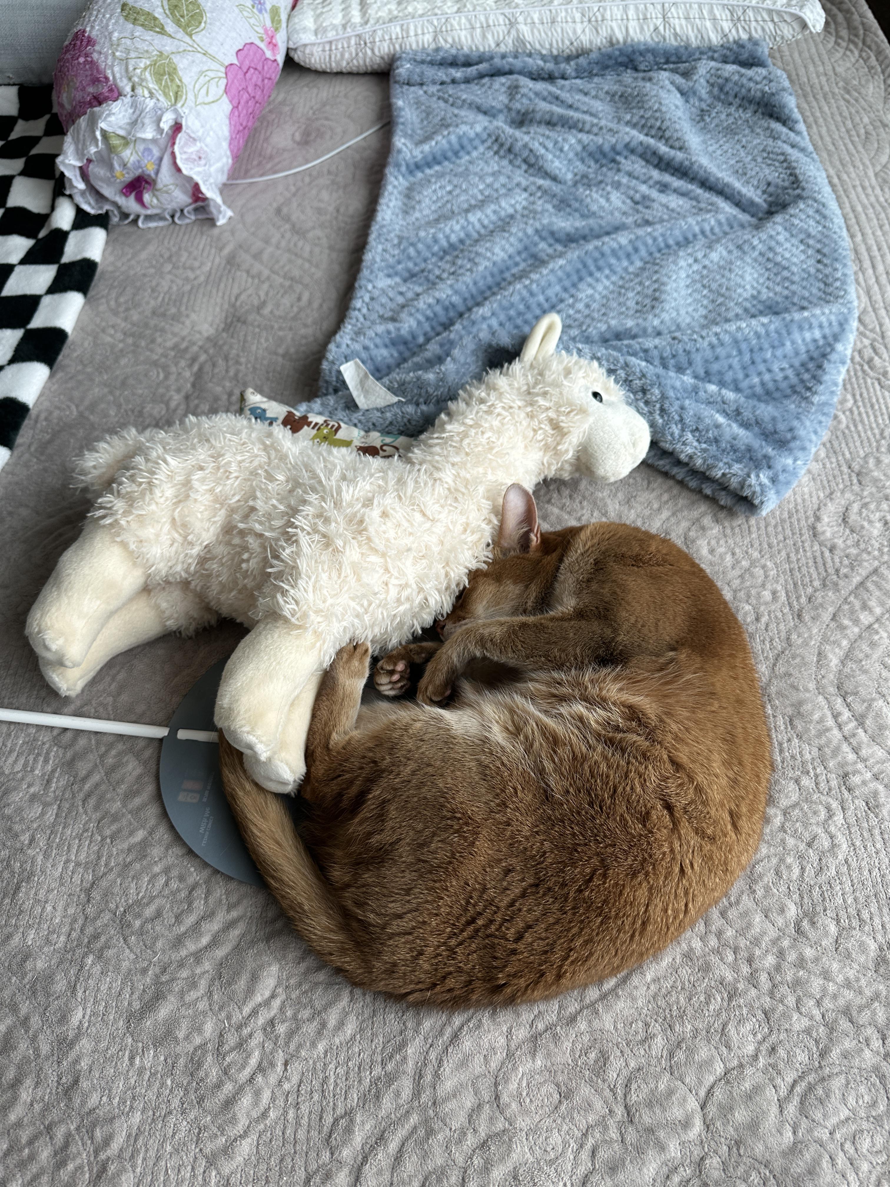 라마_인형과_얼굴을_파묻고_있는_아비시니안_루나