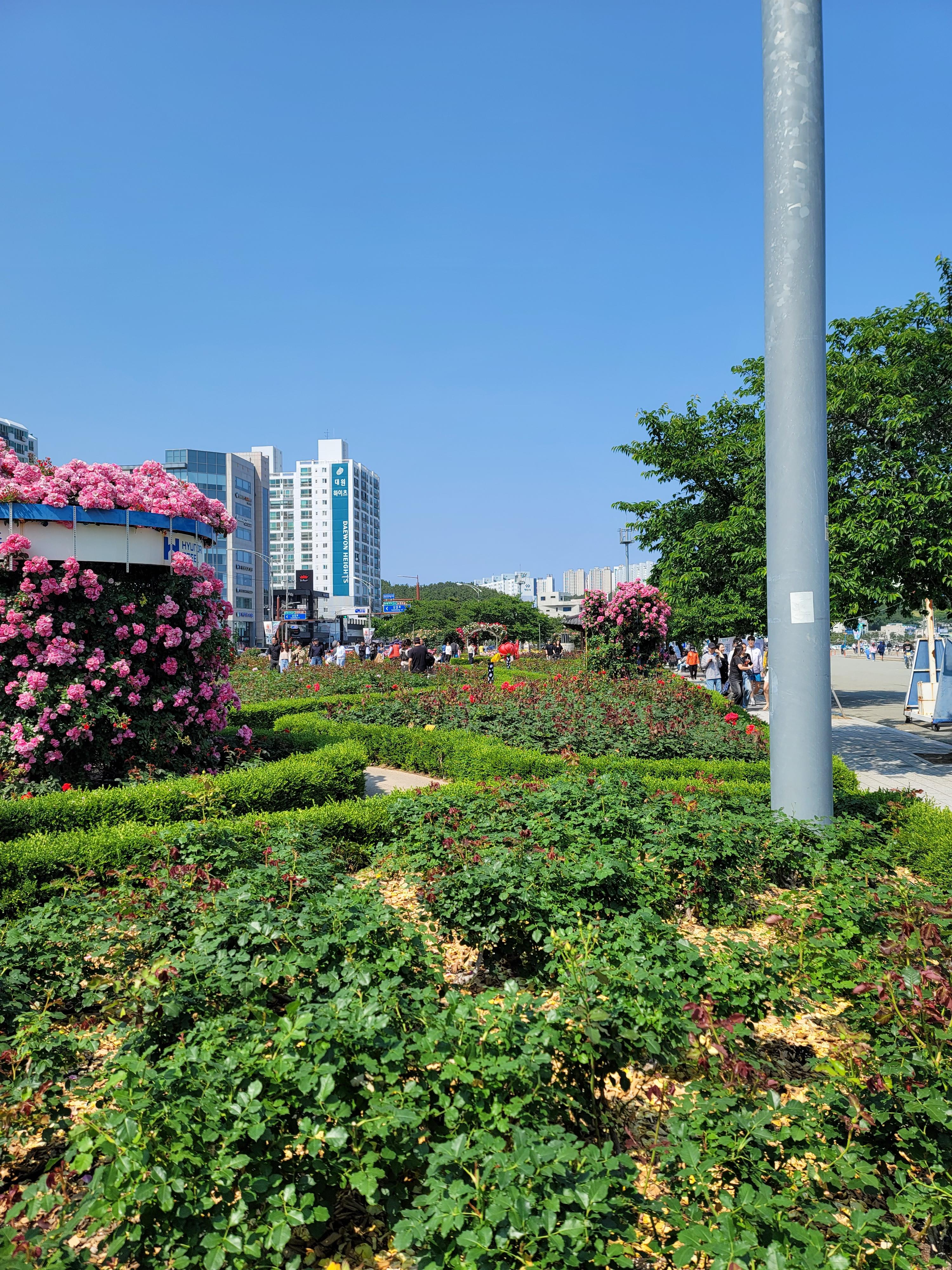 포항 영일대에서 만날 수 있는 장미 꽃