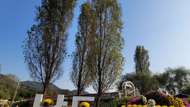 2024년 자라섬 꽃 페스타 일정