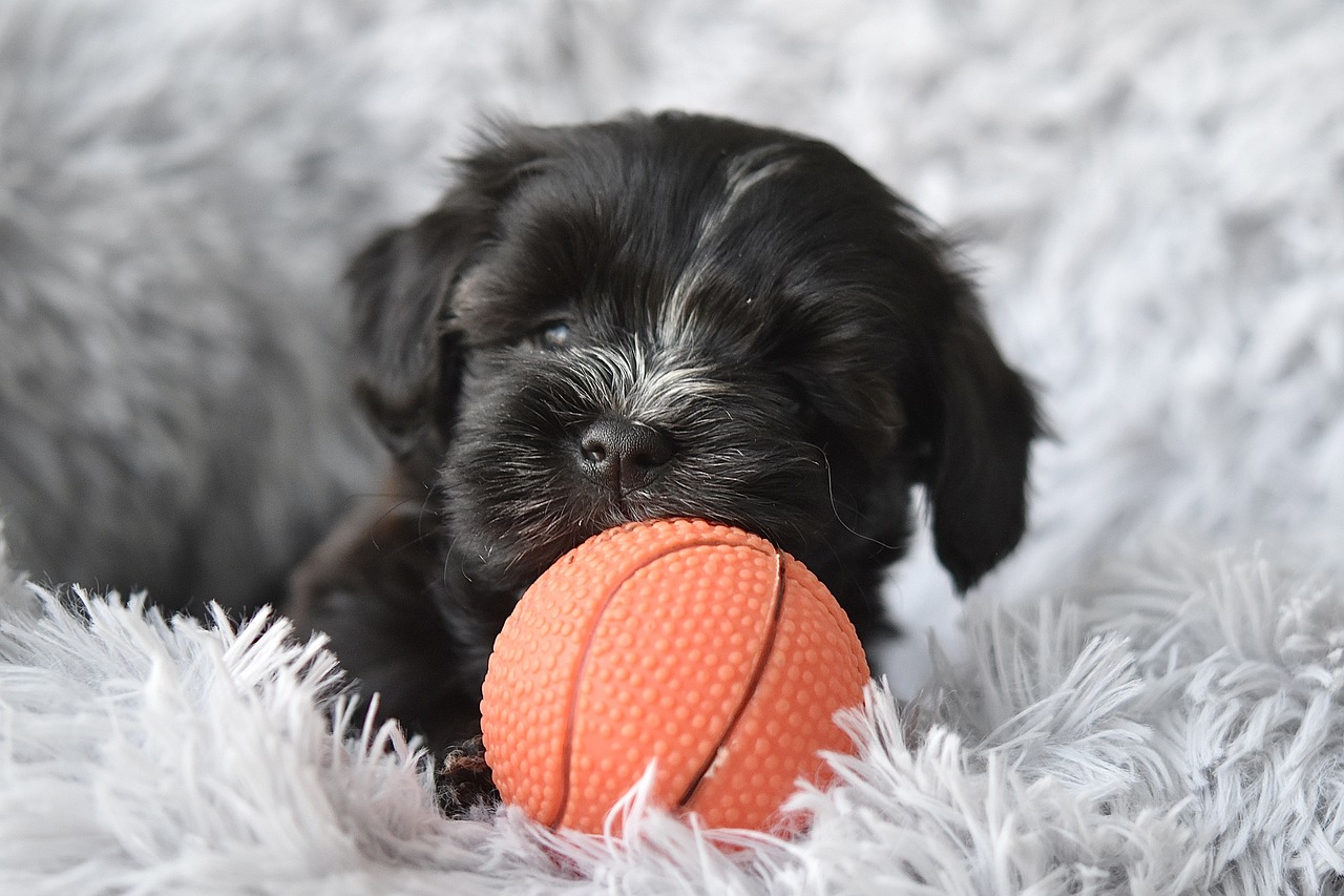 하바나(Havanese)2