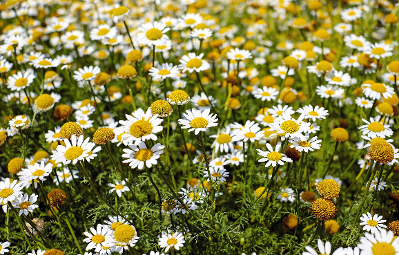 캐모마일꽃 효능과 활용