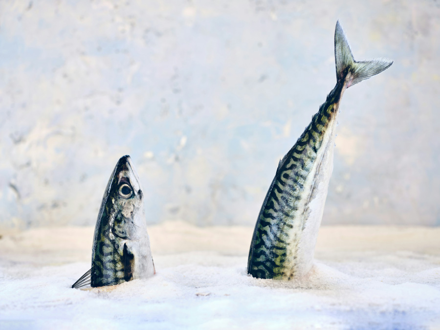 바다에서 채취를 한 청어를 잘 세척하고 손질한 후에 반토막을 내서 하얀 바닥 위에 소금을 깔아놓고 그 위에 머리 부분과 몸통과 꼬리 부분을 세워놓고 찍은 사진