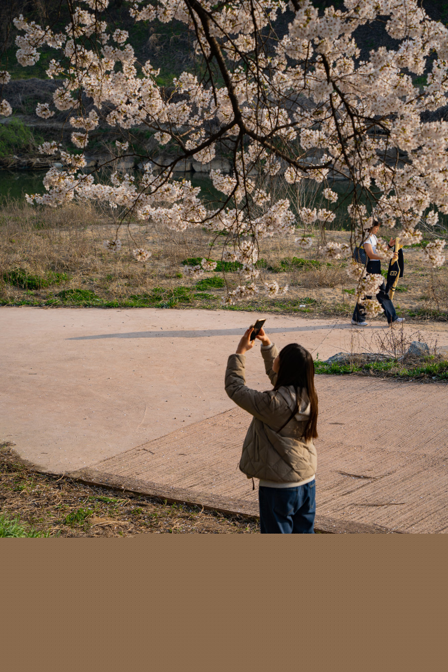 황구지천 벚꽃 산책로