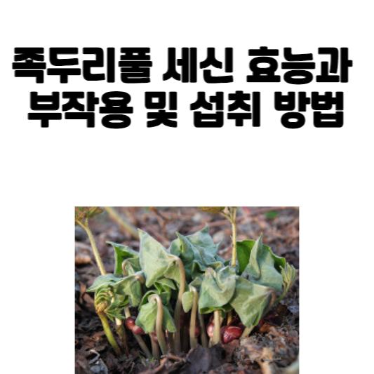 족두리풀 세신 효능과 부작용 및 섭취 방법