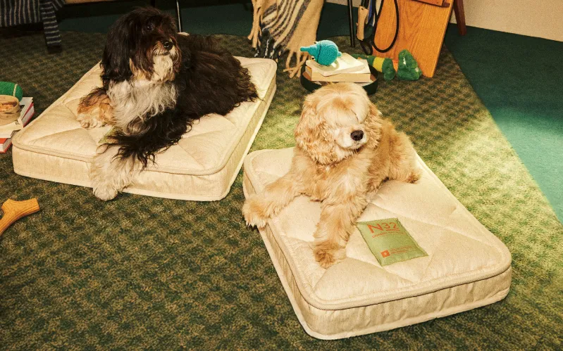 시몬스 N32 쪼꼬미 펫 매트리스 출시! [강아지 고양이 매트리스 집 침대 특징 &middot; 사이즈 &middot; 크기 &middot; 구매처]