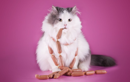 소시지를 물고 있는 고양이.