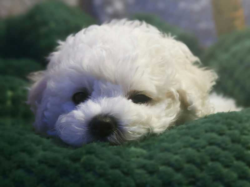 담요위의 강아지